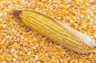 نقيب الفلاحين يحذر من انتشار دودة الحشد فى محصول الذرة